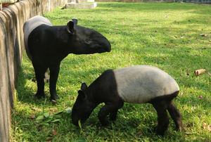 Ten Things You Might Not Know About the Tapir